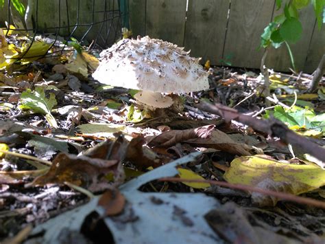 South East Michigan Mushroom Rmycology