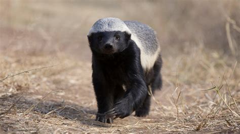 S38 E12 Are Honey Badgers One Of The Worlds Smartest Animals