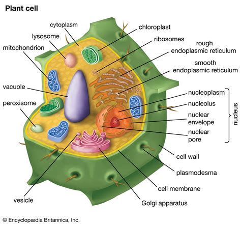 Plant Cell Definition Characteristics And Diagram Britannica