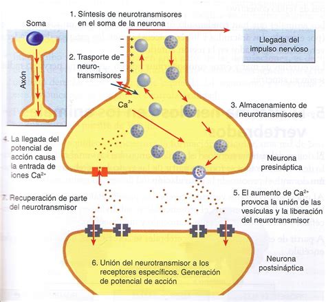 Infografia Sobre Neurotransmisores
