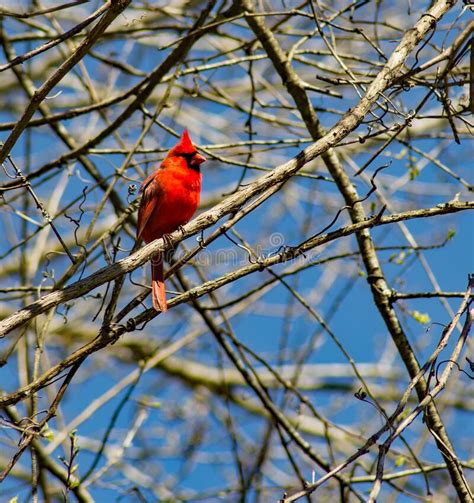 A Male Northern Cardinal Cardinalis Cardinalis Stock Image Image Of