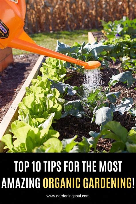 We Have Outlined 10 Organic Gardening Tips To Get Your Organic Garden