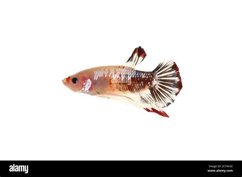 White Siamese Fighting Fish Hi Res Stock Photography And Images Alamy