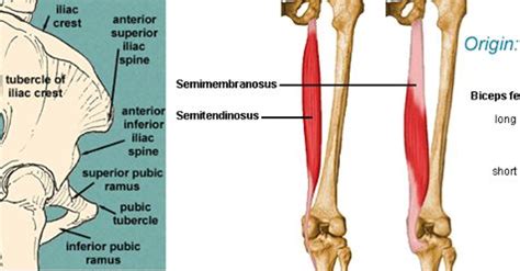 However, the muscle names often reflect something about their action, their shape, or their locations. Semimembranosus : Origin, Insertion, Action & Nerve Supply » How To Relief | Muscle names, The ...