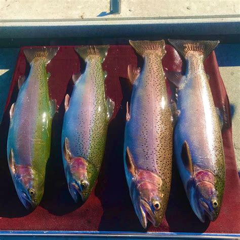We did not find results for: Eagle Lake Fish Report - Susanville, CA (Lassen County)