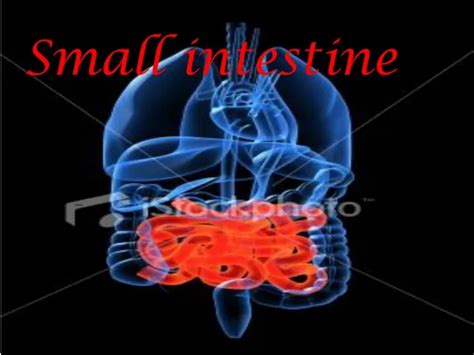 Ppt Small Intestine Powerpoint Presentation Free Download Id3840178