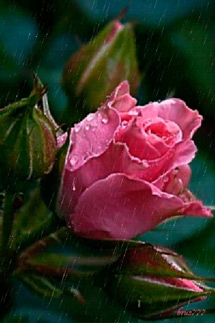 Con Movimiento Rosa Rosada Con Lluvia Rose Flower Wallpaper