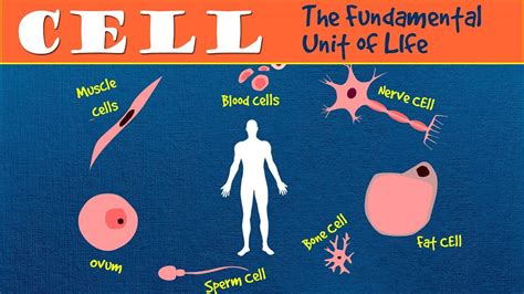 Fundamental Unit Of Life Cell Ncert Class 9 Science Cbse 9th Otosection