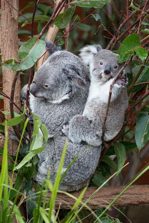 Mother Koala With Baby Koala On Her Back By Stocksy Contributor Ruth Black Stocksy