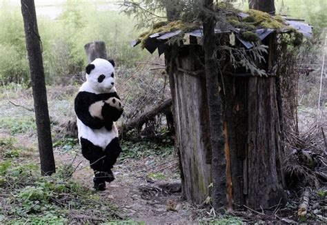 Chinese Researchers Dress Up In Adorable Slightly Creepy Panda