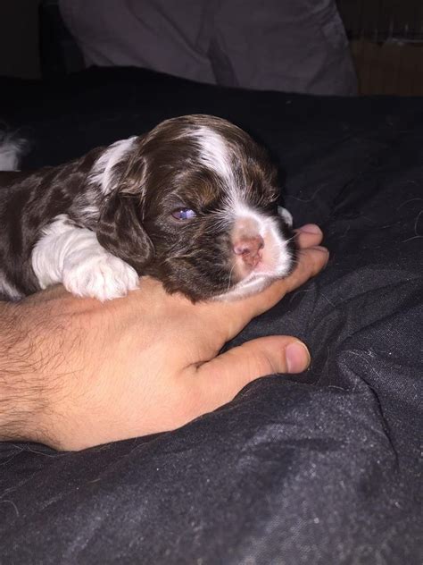 Our nelly has had a stunning litter of show type cocker spaniels. American Cocker Spaniel Puppies For Sale | Lincoln, NE #315067