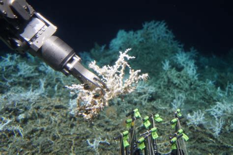 scientists discovered 85 miles of deep sea coral reef hidden off the us east coast — here s what