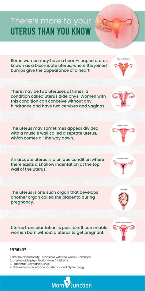 Uterus During Pregnancy Sizes And How It Works