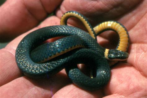 If so, this is a red touches black, friend of jacksee if the snake has a black and yellow tail.the venomous coral. Ringneck Snake Facts and Pictures | Reptile Fact