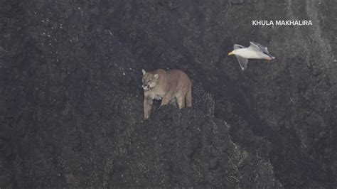 Cougar Spotted On Haystack Rock Leads To Cannon Beach Closure