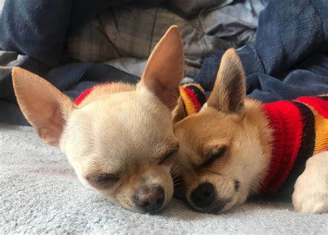 Chihuahuas Chihuahuas Sleeping Cute Chihuahua Chihuahua Puppies Baby