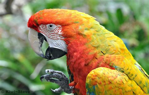 Hybrid Macaw Portrait Flickr Photo Sharing