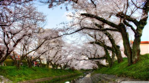 Blossom park pink flower sakura tree. Download Under Sakura Trees Wallpaper 1920x1080 | Wallpoper #448051