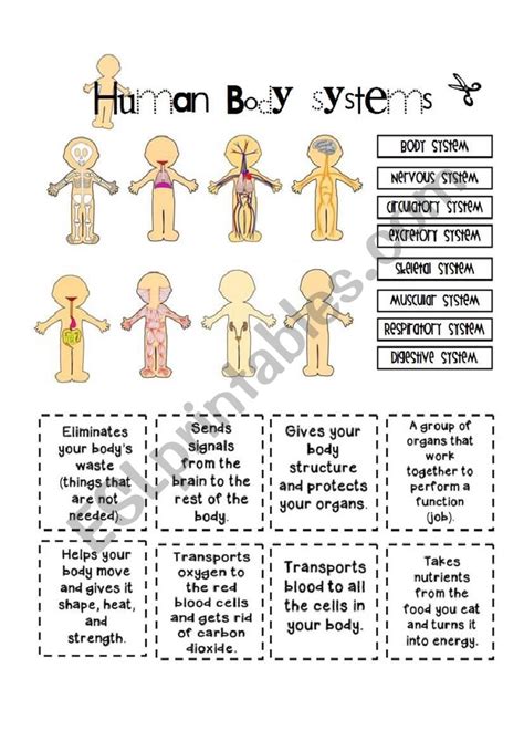 The Human Body Interactive Worksheet Body Systems Best Images Of Worksheets Human Anatomy