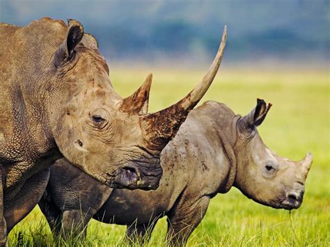 Rhino Poaching Continues To Escalate In South Africa The Public News Hub