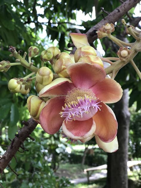 Shorea Robusta Or Shala Tree Or Sal Tree Flower Stock Photo Image Of