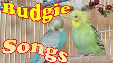 10 Hr Help Quiet Parakeets Sing Playing This Cute Budgies Chirping