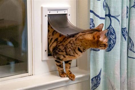 Insert the door in the slots you routed out for the pins and cover with a small metal bracket attached with screws or something like that to prevent the pins from coming out. Catio Access: DIYing a Cat Door Insert for a Horizontal ...