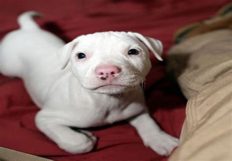 White Pitbull 5 Reasons Why Everyone Love This Dog Breed