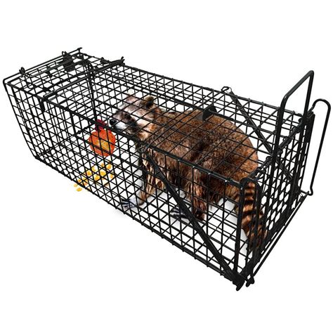 76 HD How To Catch A Flying Squirrel In A Live Trap - insectza