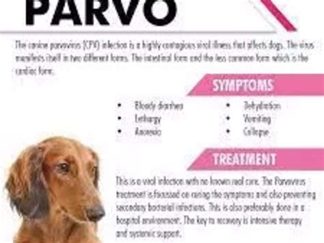 Parvovirus Medicine Vn