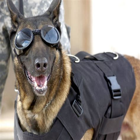 K9 Dog Training Equipment K9 Tactical Gear Buy Doggles Ils Pro K9