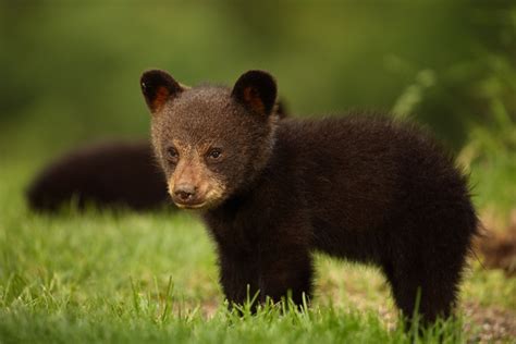 Download 1920x1080 Baby Bear Grass Cute Cub Wallpapers