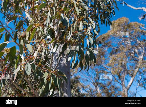 Australian Gum Tree Leaves Hi Res Stock Photography And Images Alamy