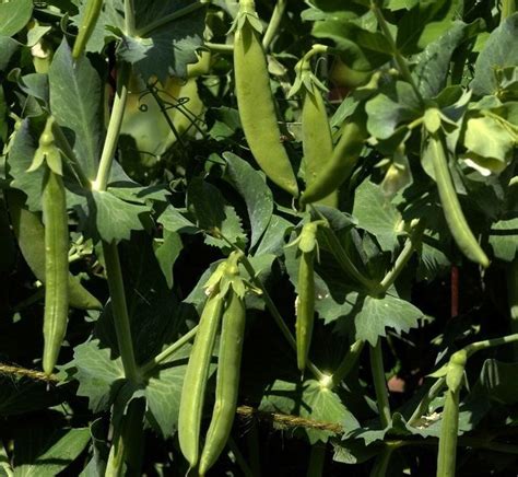 Plant A Fall Crop Of Peas
