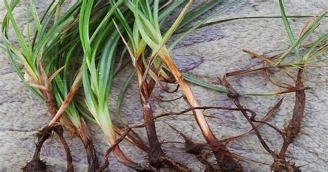 Rumput grinting (cynodondactylon) merupakan tumbuhan yang diduga berasal dari bagian utara dan timur afrika, asia, australia dan eropa bagian selatan. Macam-macam Rumput Liar, Hias, Dilengkapi Gambar Rumput HD