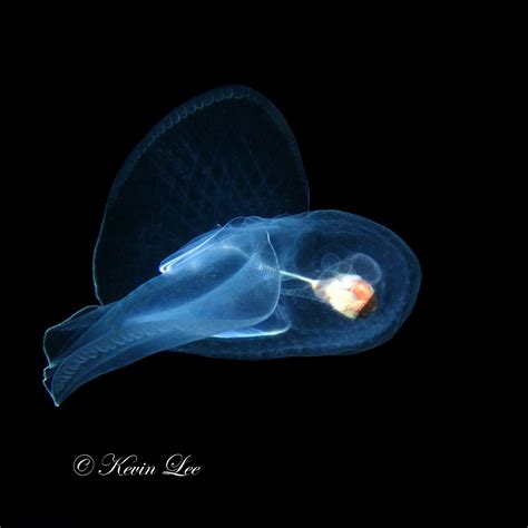 Corolla Spectabilis Zooplankton Guide