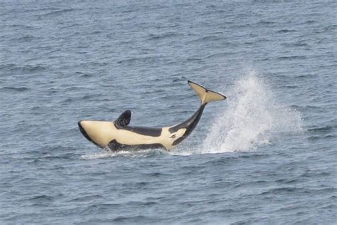 The Magic Of Orca Orca Marine Mammals Undersea World