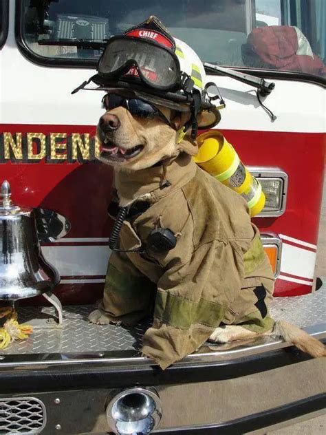 55 Firefighter Dog Names The Paws