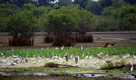 Kalametiya Bird Sanctuary Sri Lanka Activities Red Dot Tours