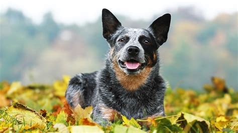 How Was The ‘blue Heeler Dog Breed Created