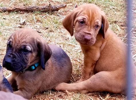 Meet ginger, cute, adorable, sweet, part english cutie. Bloodhound Puppies For Sale | Decatur, TX #277313