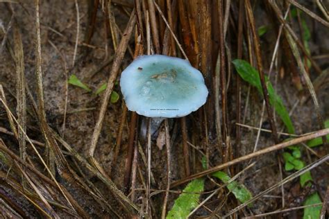 Stropharia Aeruginosa Verdigris Roundhead Yhyslas Nnr 411 Flickr