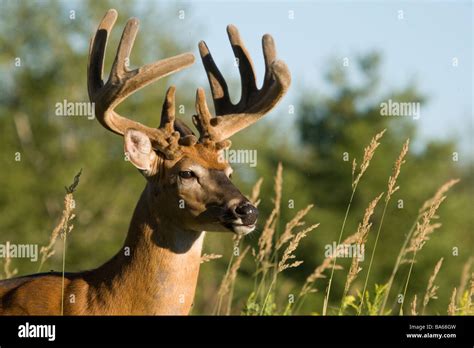 White Tailed Buck In Summer Stock Photo Alamy