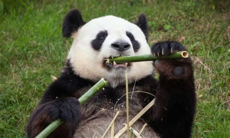 25 Giant Panda Facts Fact Animal