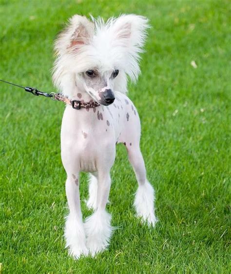 Chinese Crested Terrier Photos All Recommendation