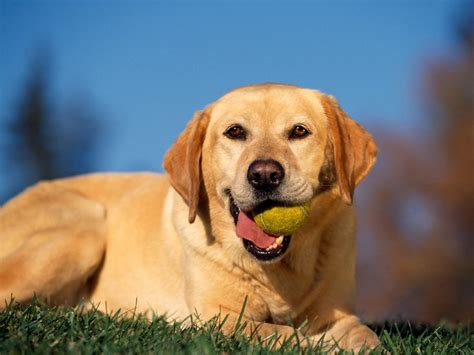 He comes from a line of akc champions, hunt titled dogs, and service/therapy. Golden Labrador (Golden Retriever x Lab) Info, Temperament ...