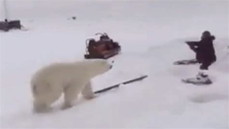 Man Fights Off Two Polar Bears Video Goes Viral Watch Trending