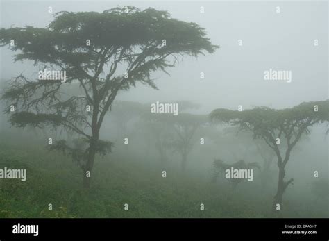 Misty Morning In Acacia Tree Woodlands By Ngorongoro Crater Tanzania