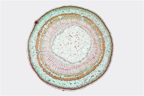 Cross Section Of A 1 Year Basswood Stem Photograph By Science Stock