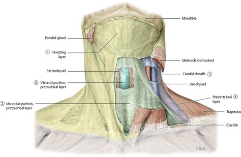Cervical Region Anatomy